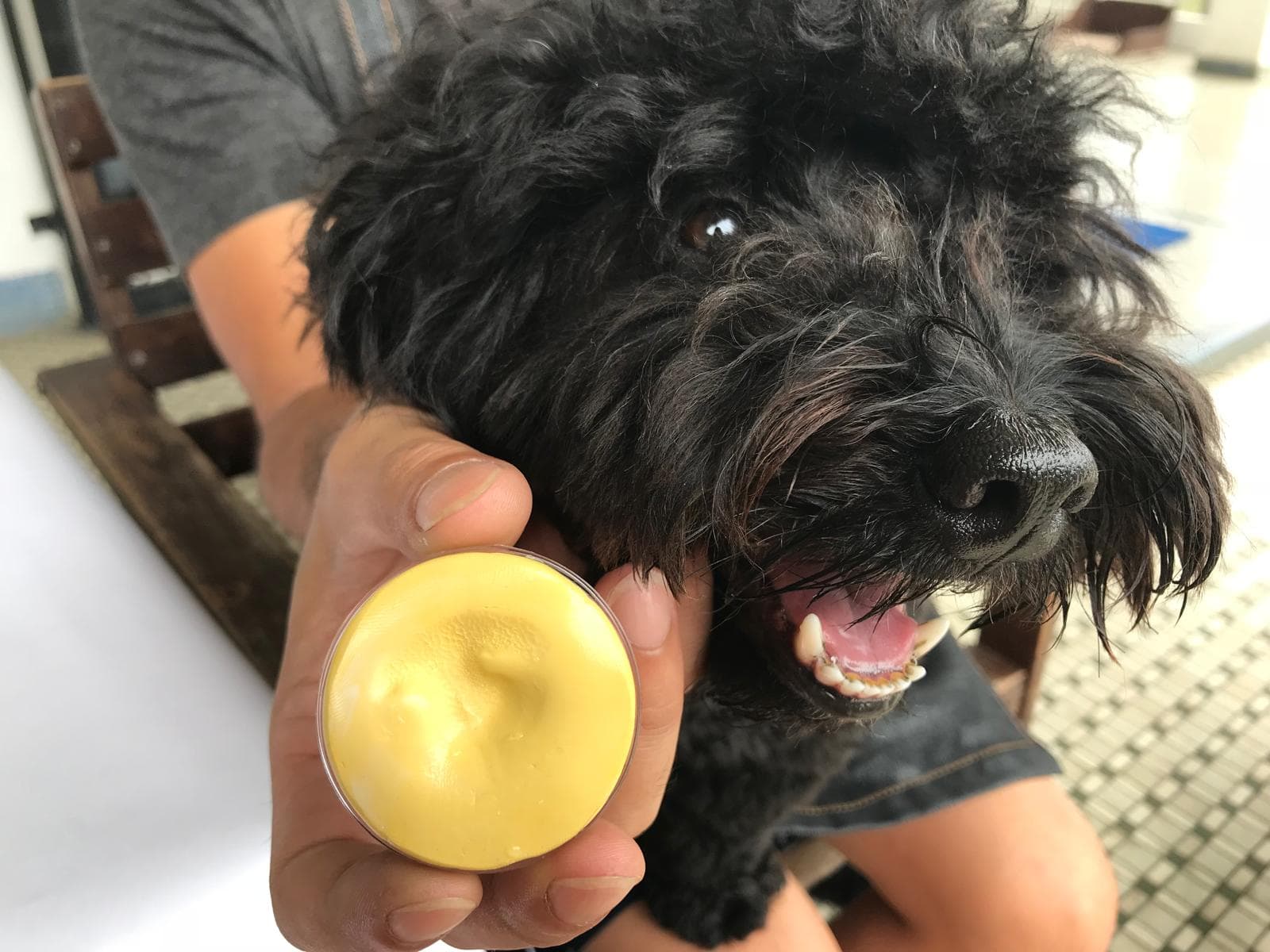 Taking a gentle pet-safe nose print or paw print impression