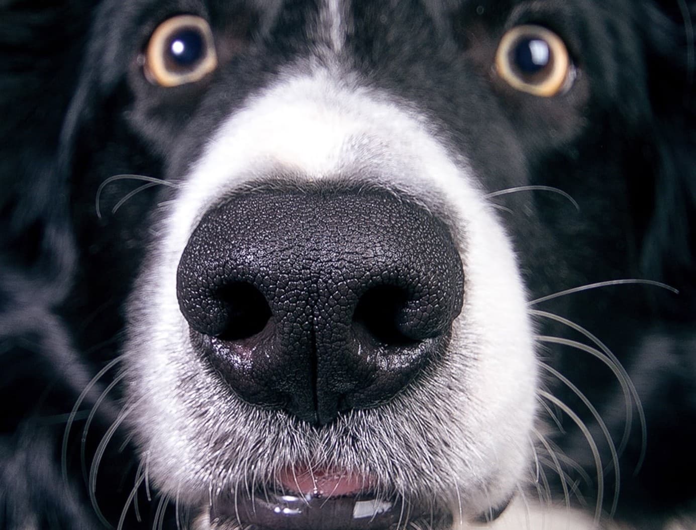 Close-up of a dog's nose