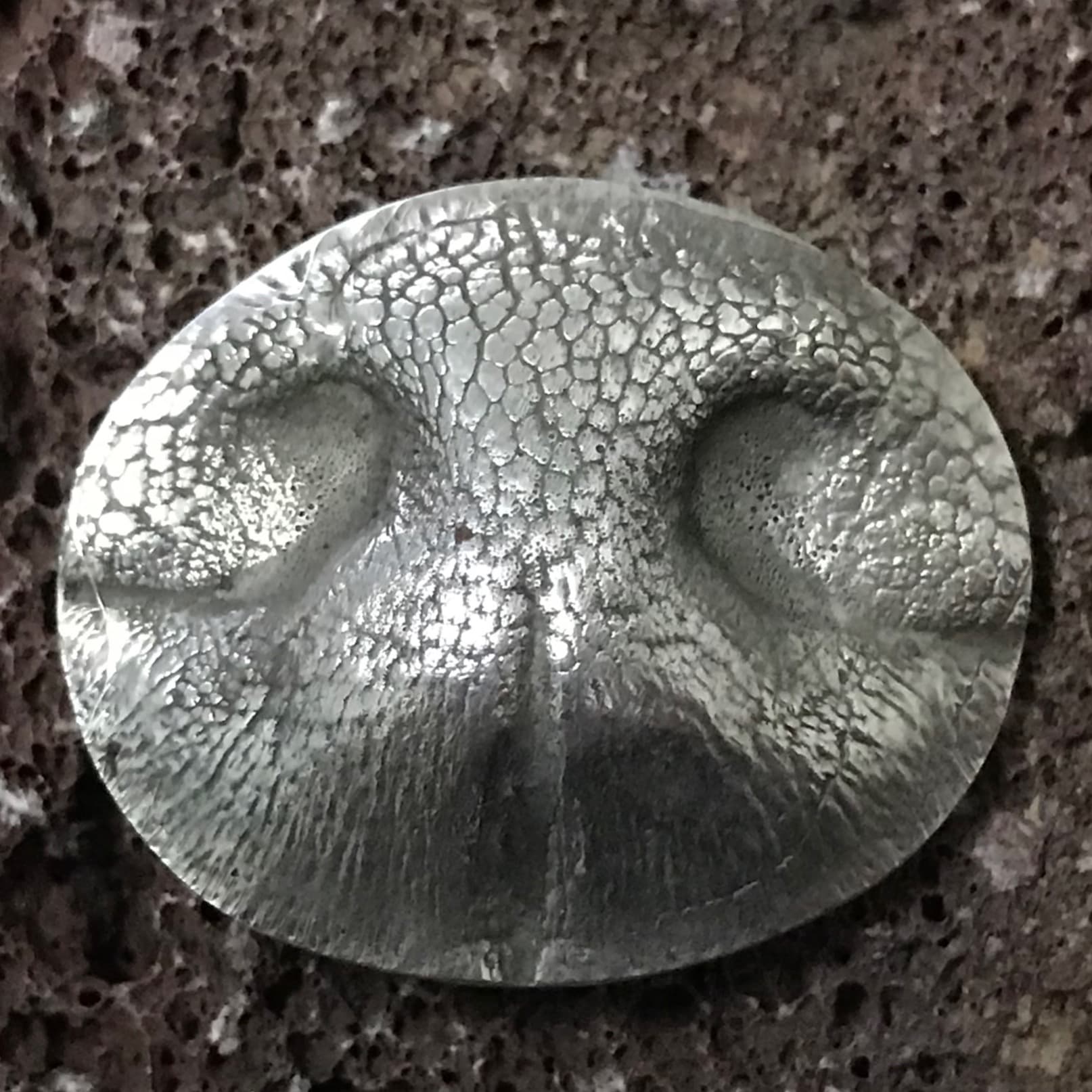 Close-up of a silver dog nose-print keepsake